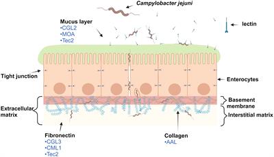 Modulation of Campylobacter jejuni adhesion to biotic model surfaces by fungal lectins and protease inhibitors